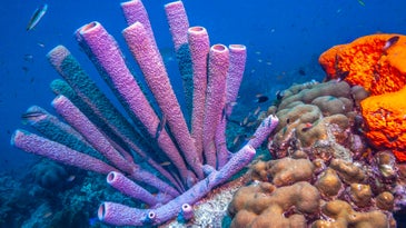 A sea sponge's sneeze lasts a very, very long time