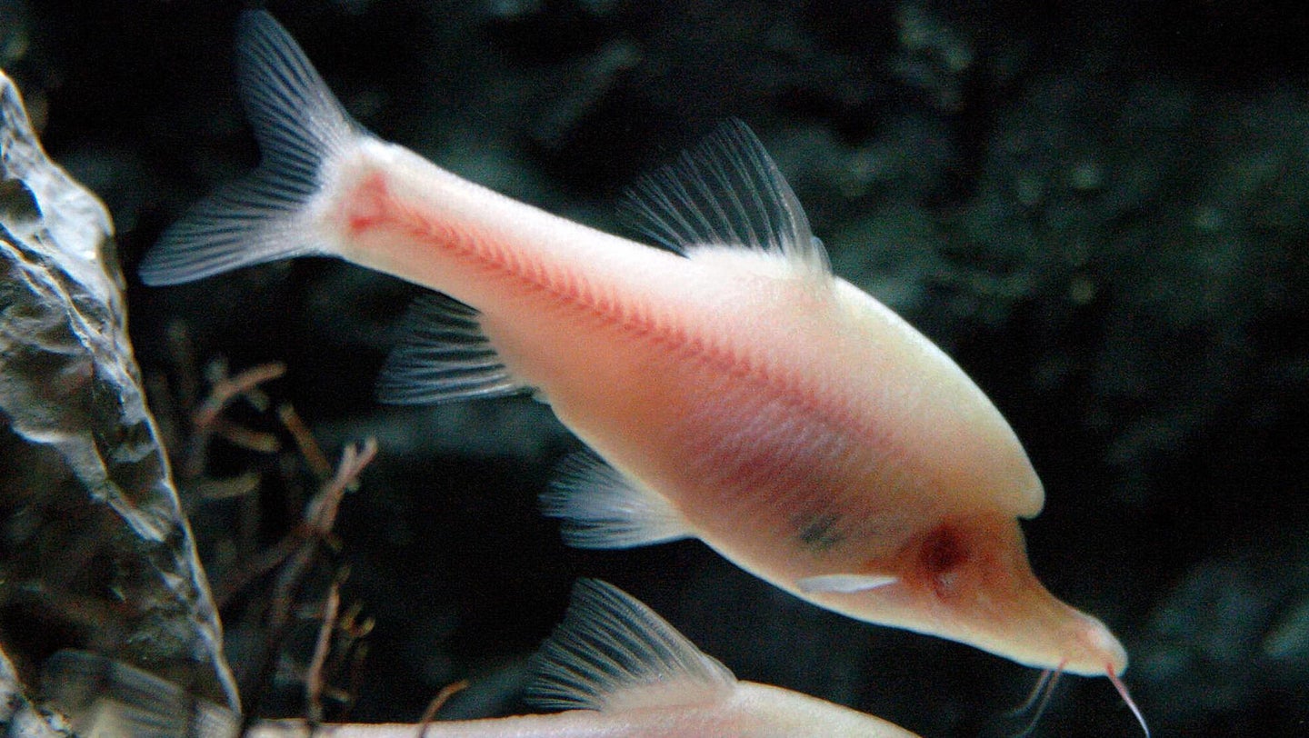Two translucent Golden-line Barbell fish, also known as Sinocyclocheilus hyalinus, swim in a tank at Taipei, Taiwan on June 2, 2005.