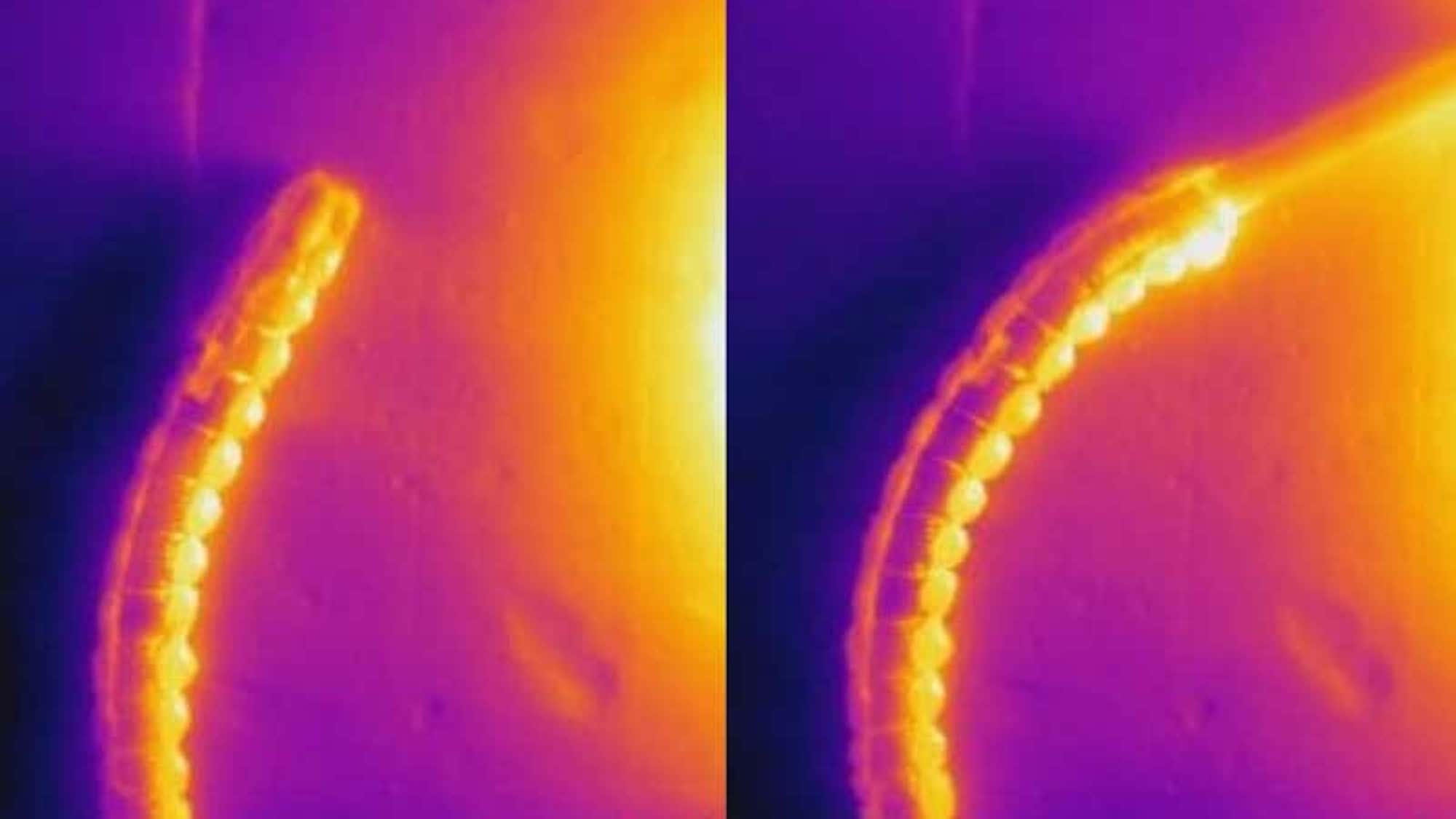 Infrared heat comparison photo of vine robot moving towards heat source