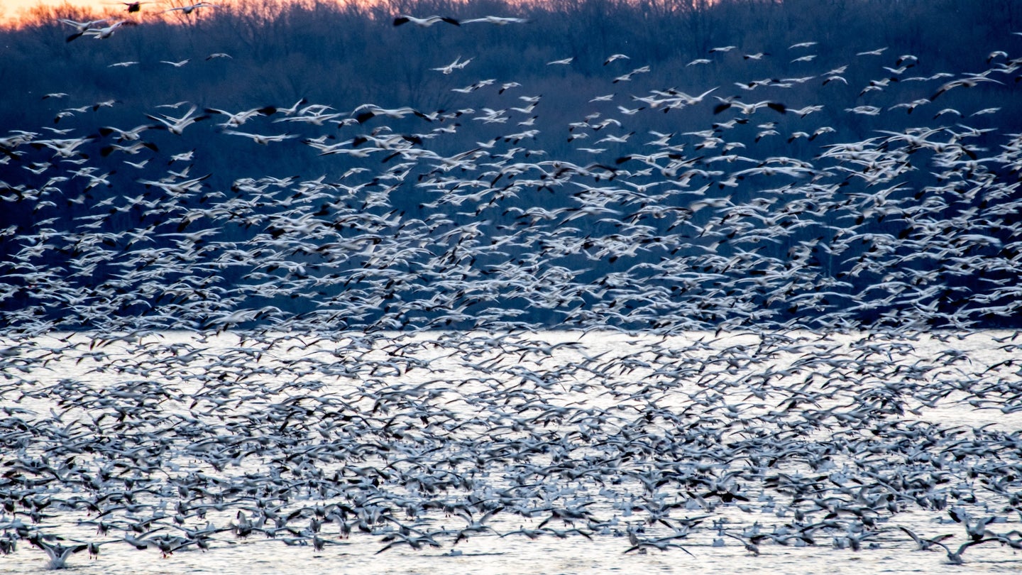migrating birds above body of water