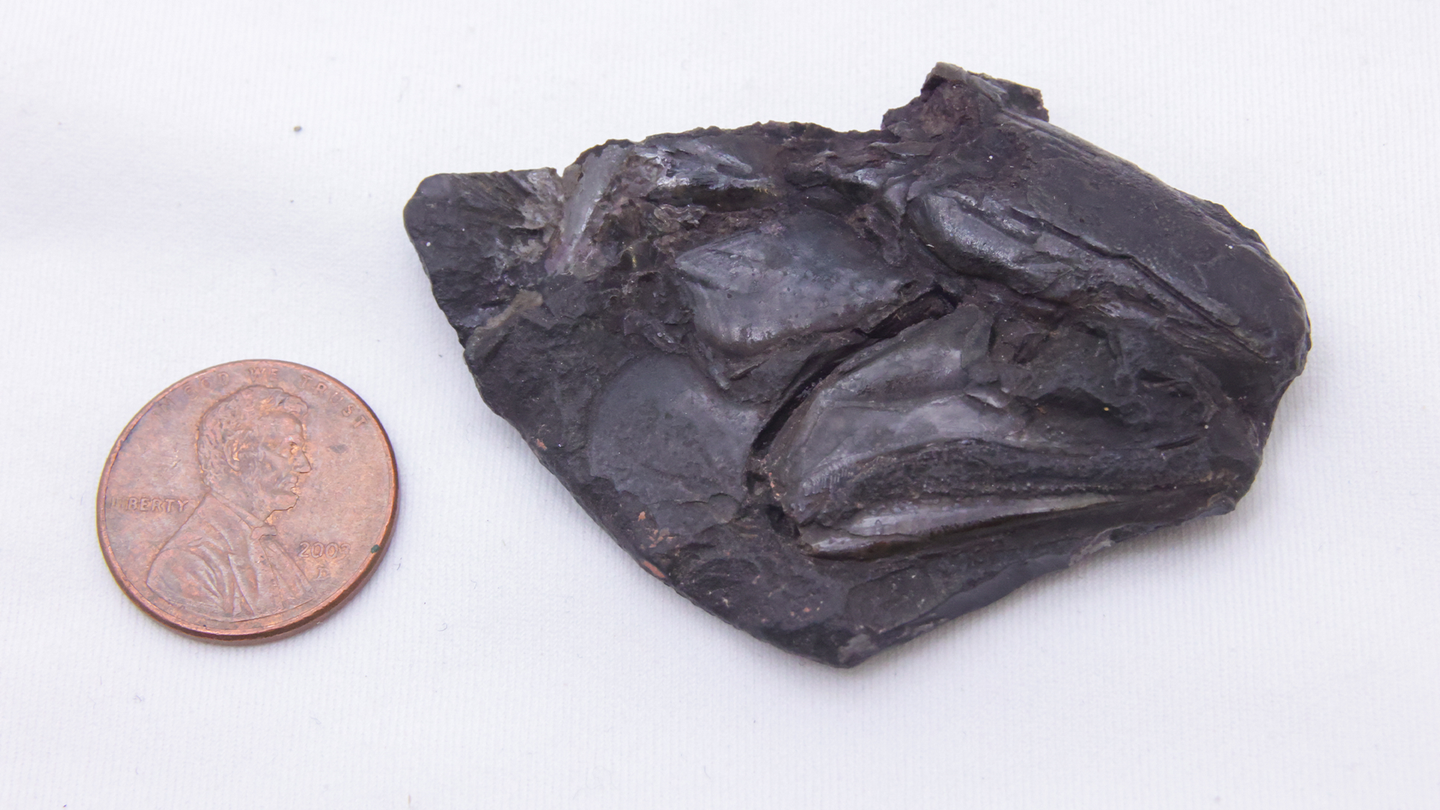 A fossilized fish brain alongside of a penny for size comparison.