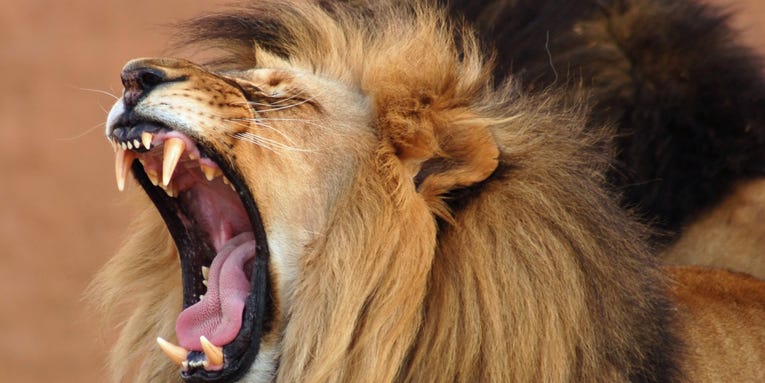 The bizarre story behind a viral man-eating lion hoax