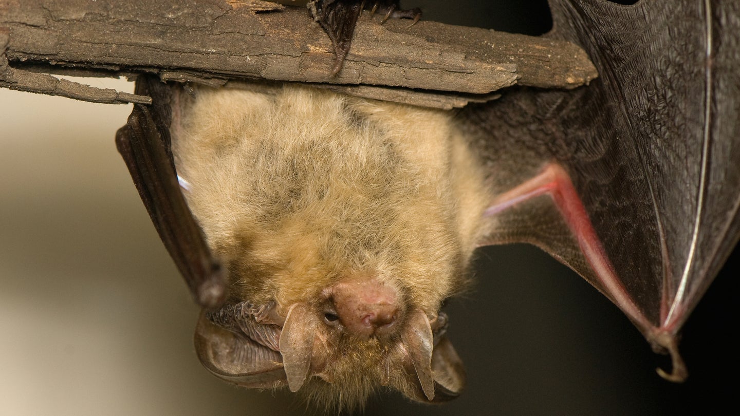 Bat hanging upside down from branch