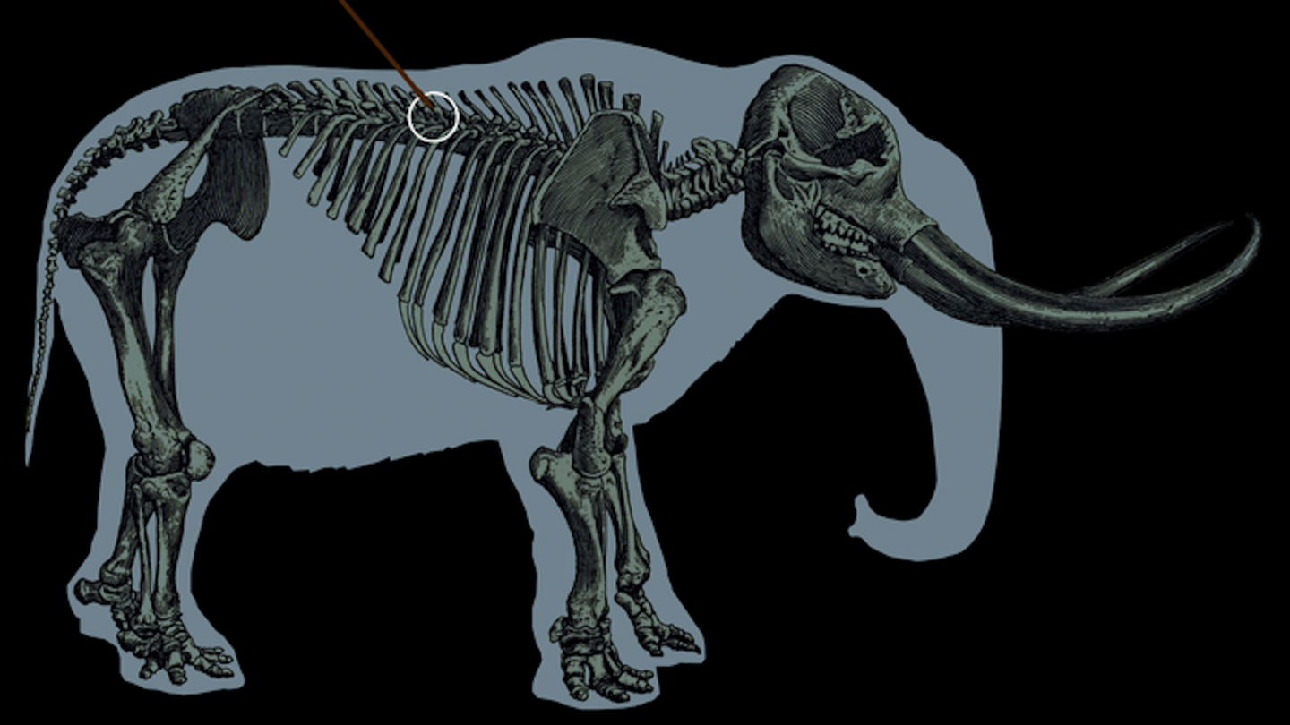 A scan of a mastodon skeleton with an arrow pointing to the trajectory of the spear.