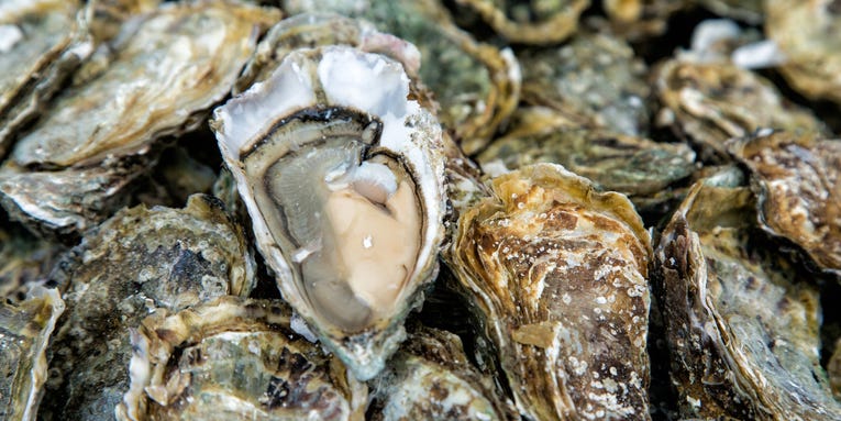 Oyster farms are all the rage—until they block your ocean views