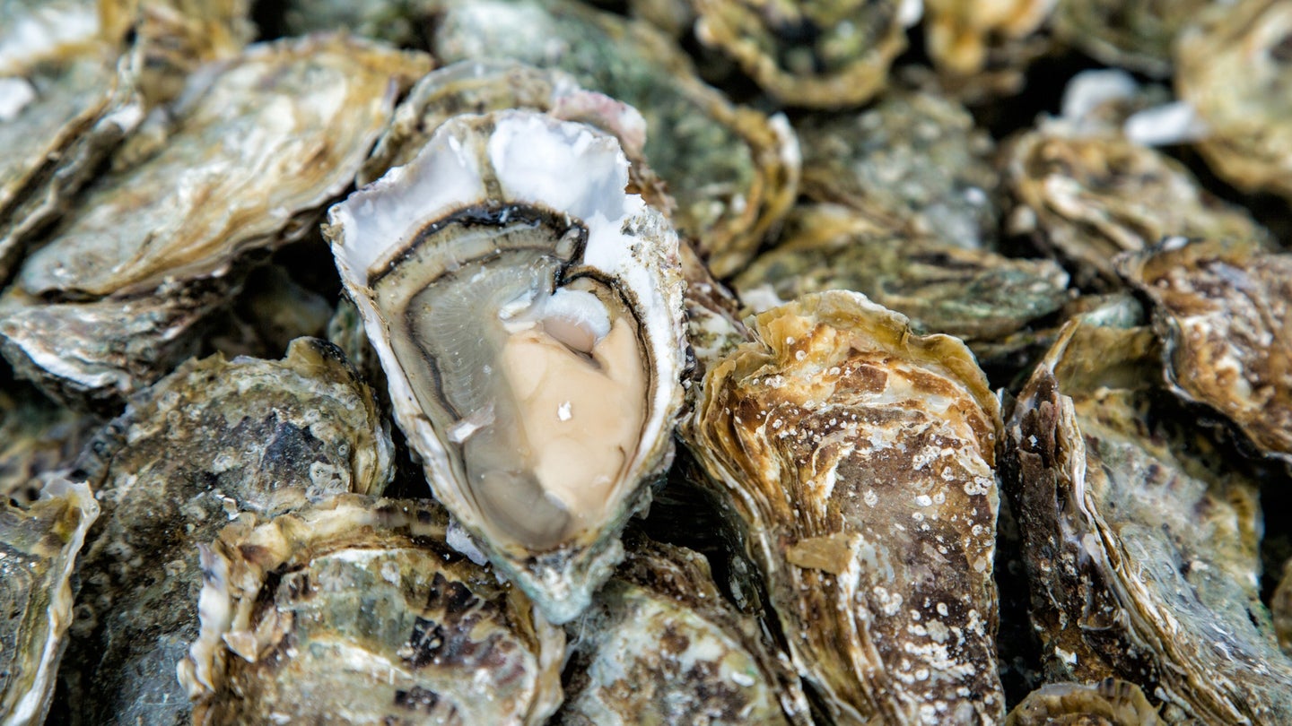 Compared with other forms of aquaculture, oyster farming is relatively benign, with less infrastructure on the surface and fewer inputs (no need for regular feeding, for instance). But being low tech and low impact doesn’t stop the conflict over use of the ocean commons.