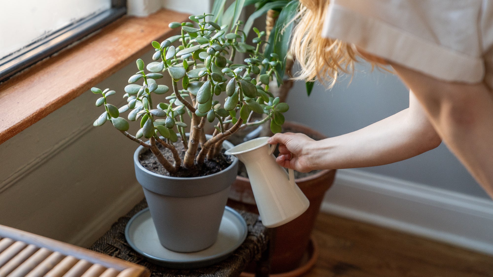 Cómo regar tus plantas de manera eficiente
