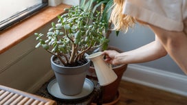 How to water your plants less but still keep them happy