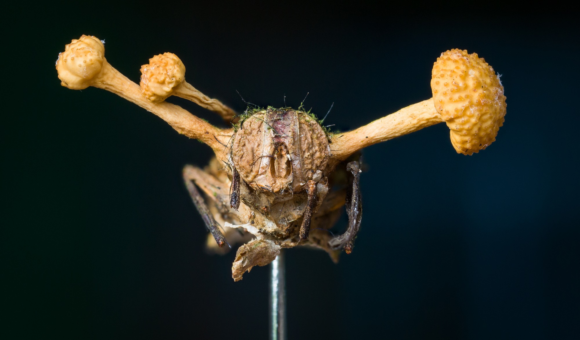 Fly with cordyceps zombie fungus growing out of its head on black background