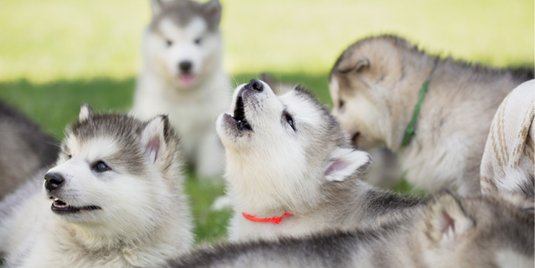 Do domesticated dogs howl back at wolves?