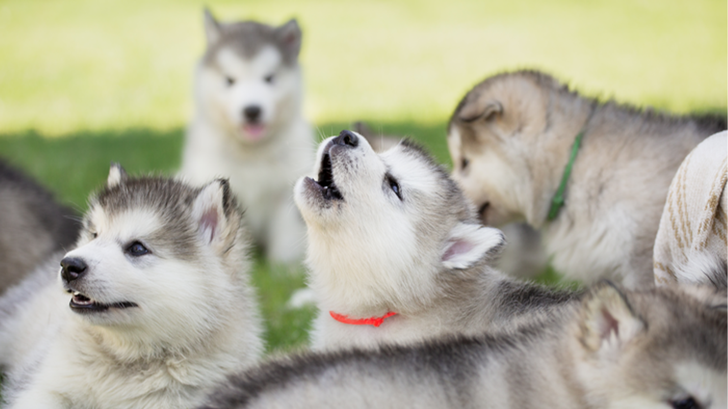 A wolf-like puppy surrounded by other puppies tries howling.