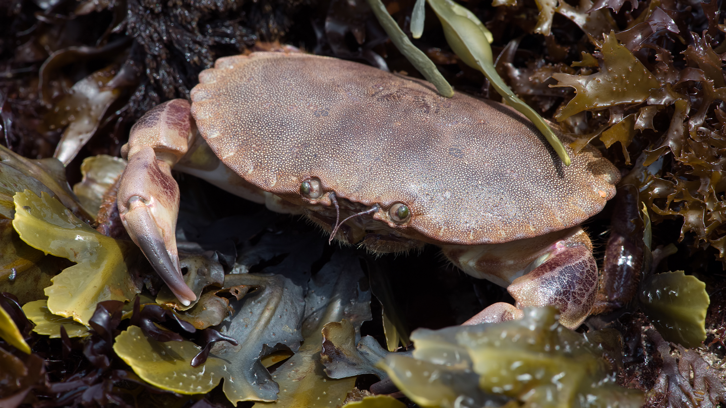 An uncooked brown crab sitting among among seaweed and water.