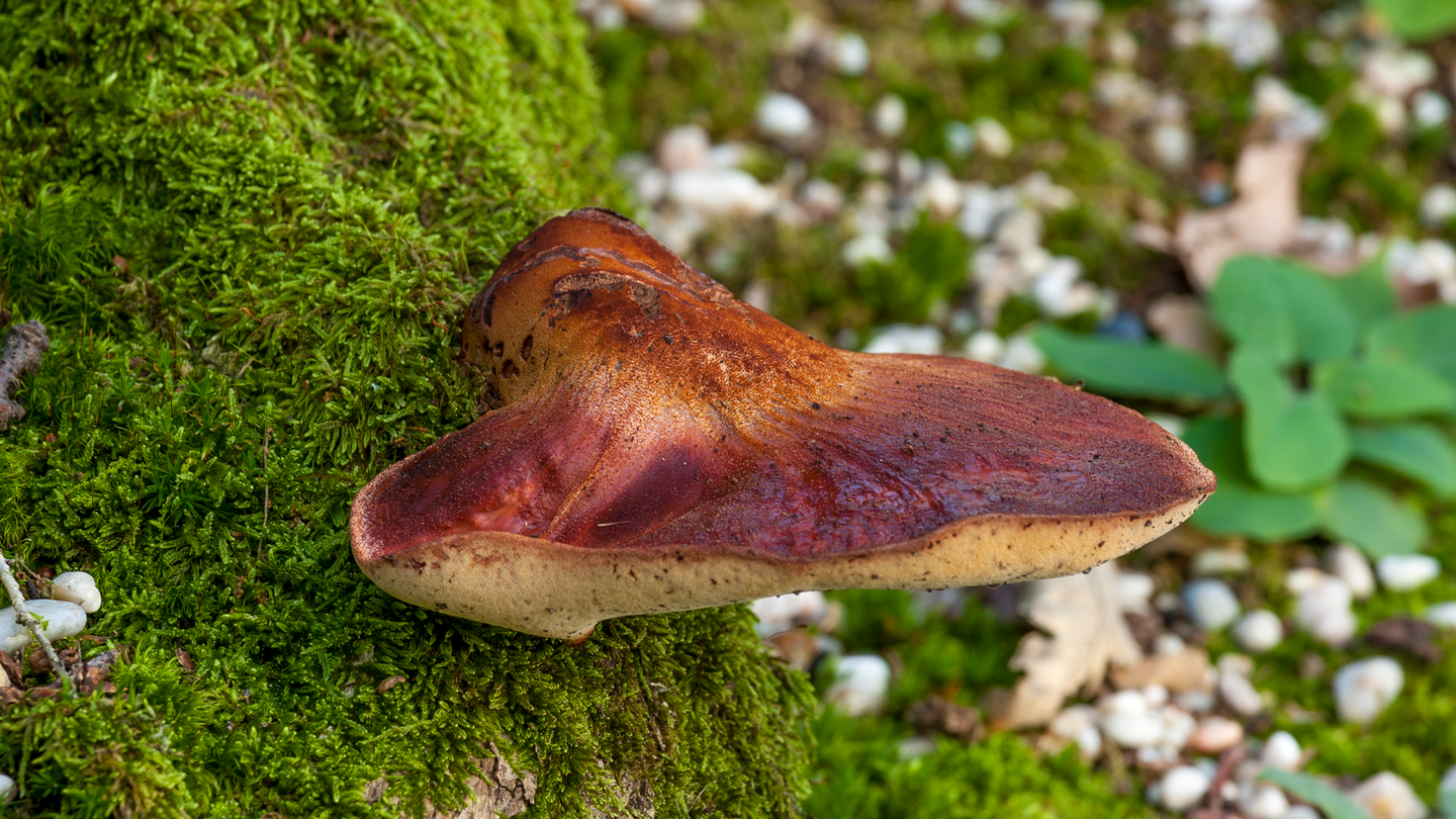 A beefsteak fungus growing in a forest.