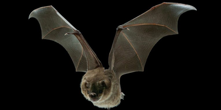 The secrets to fighting the next pandemic could be in fruit bats