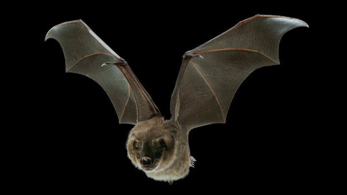 The secrets to fighting the next pandemic could be in fruit bats
