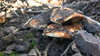 A mushroom grows out of the dark charred remains of a wildfire.