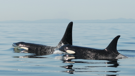 Raising male offspring comes at a high price for orca mothers