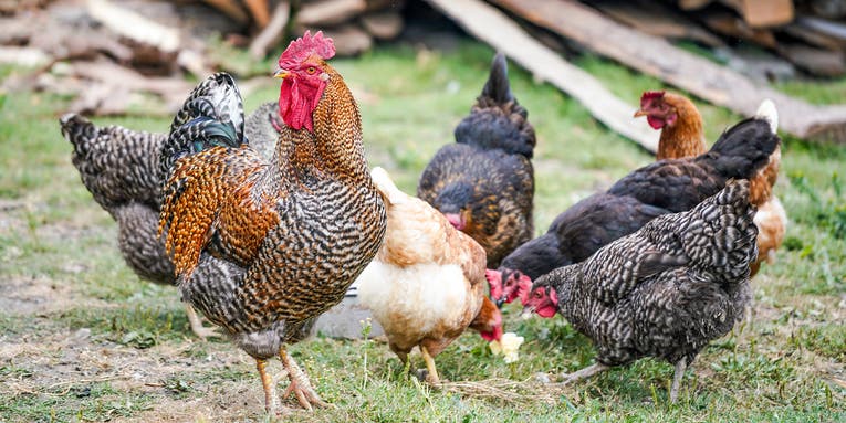 6 things to know before deciding to raise backyard chickens