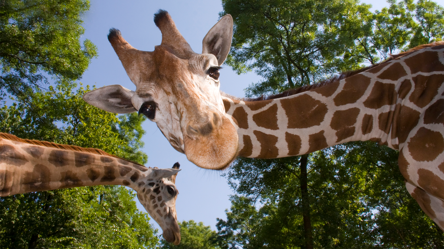 Two giraffes on a sunny day with one looking directly at the viewer.