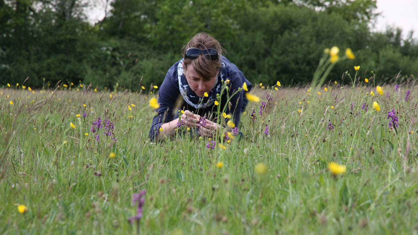 A woman in a field observes a plant.