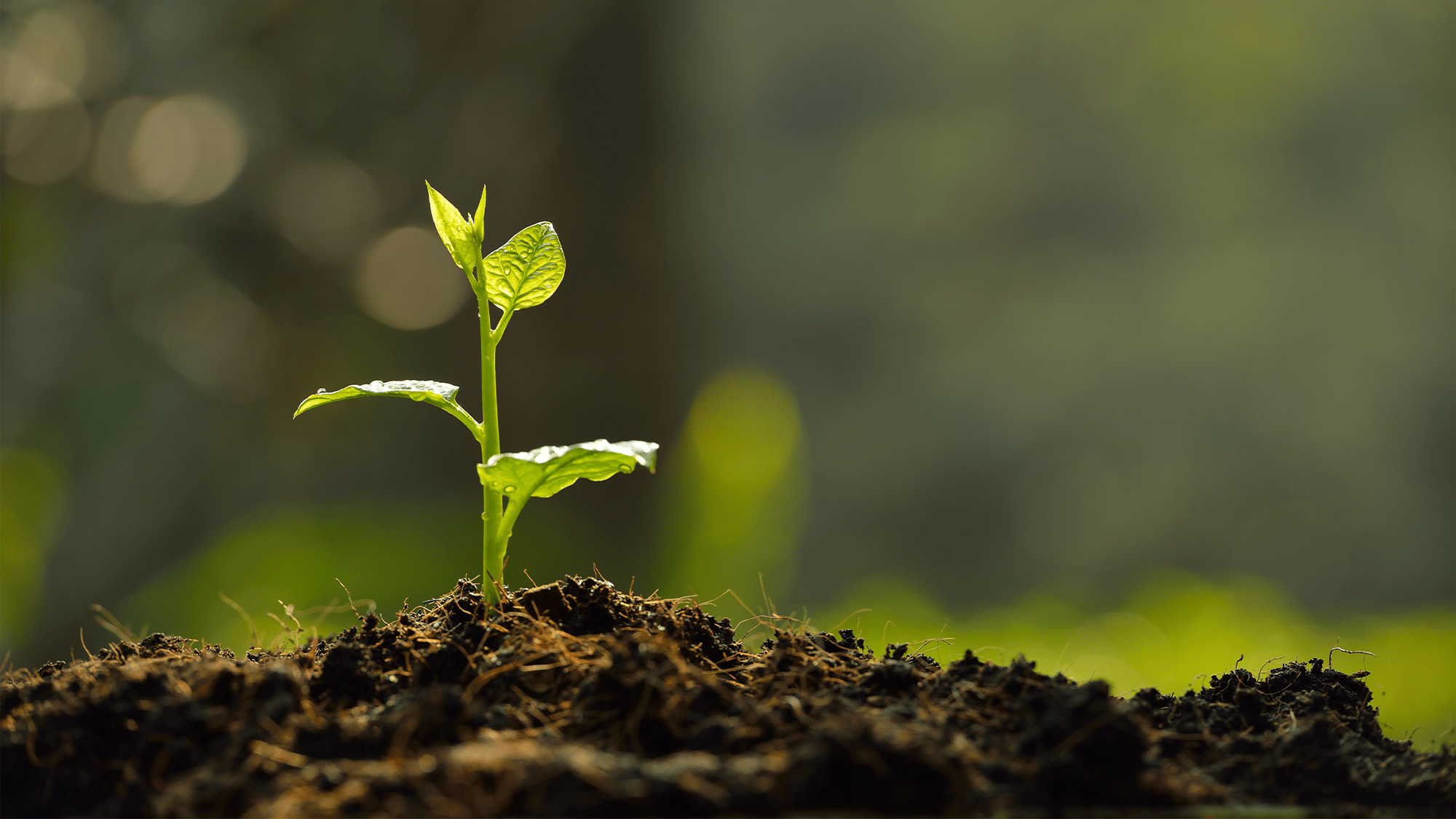 Smarter fertilizer use could shrink our agricultural carbon footprint