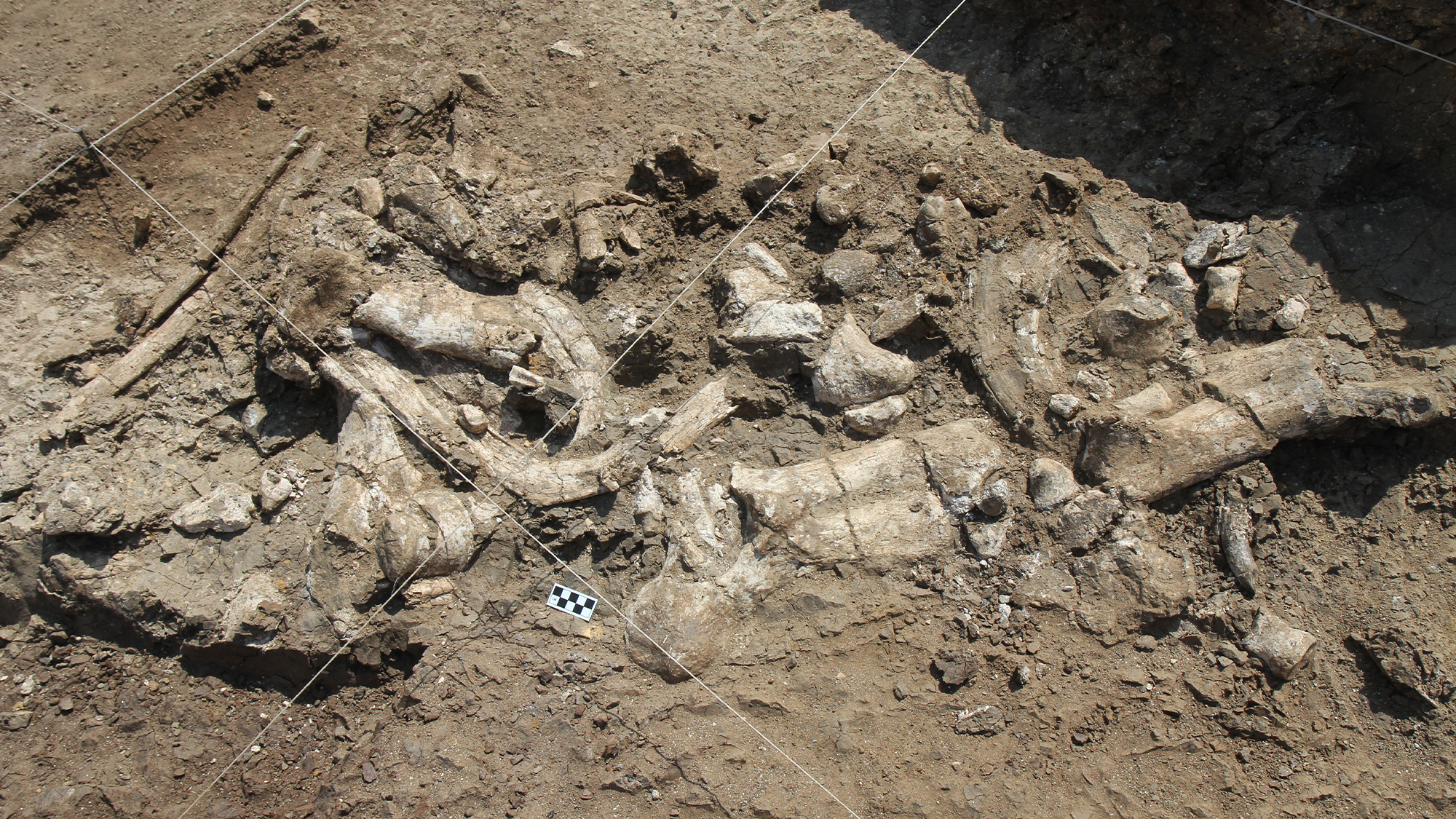 Fossil hippo skeleton and associated Oldowan artifacts at the Nyayanga site in July 2016.