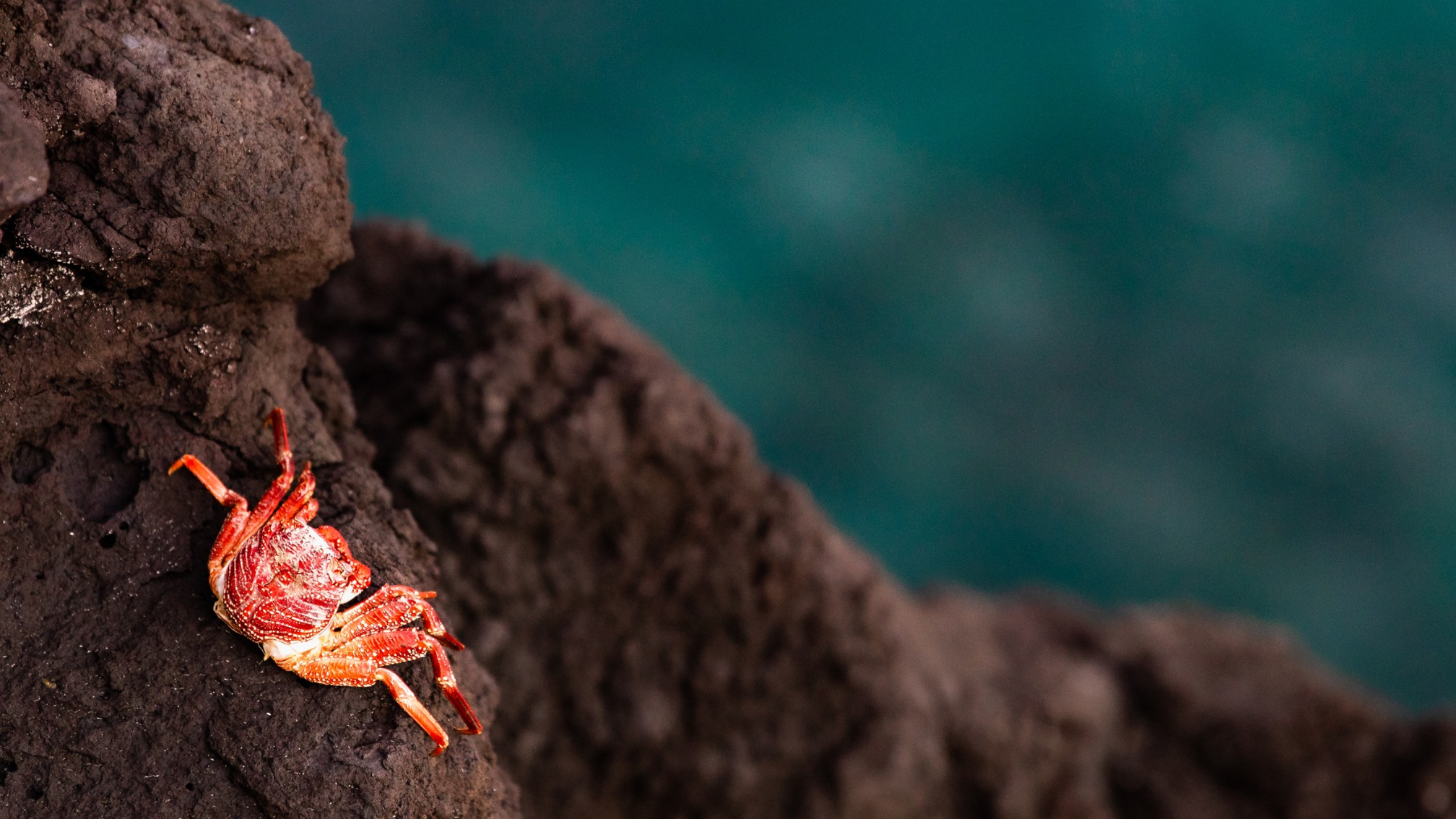 While masses of dead red crabs are known to wash up on beaches in California and Mexico, how millions of crab carcasses got to the bottom of the Pacific Ocean remains a mystery.