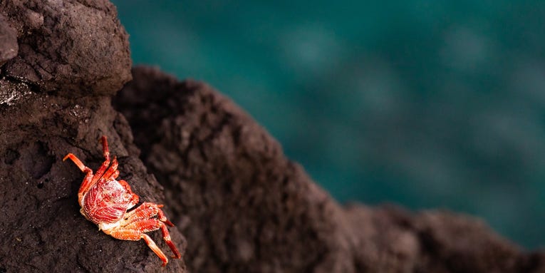 Millions of dead crabs ended up in the deep sea. Scientists still aren’t sure why.