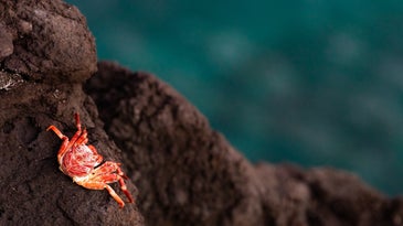 Millions of dead crabs ended up in the deep sea. Scientists still aren't sure why.