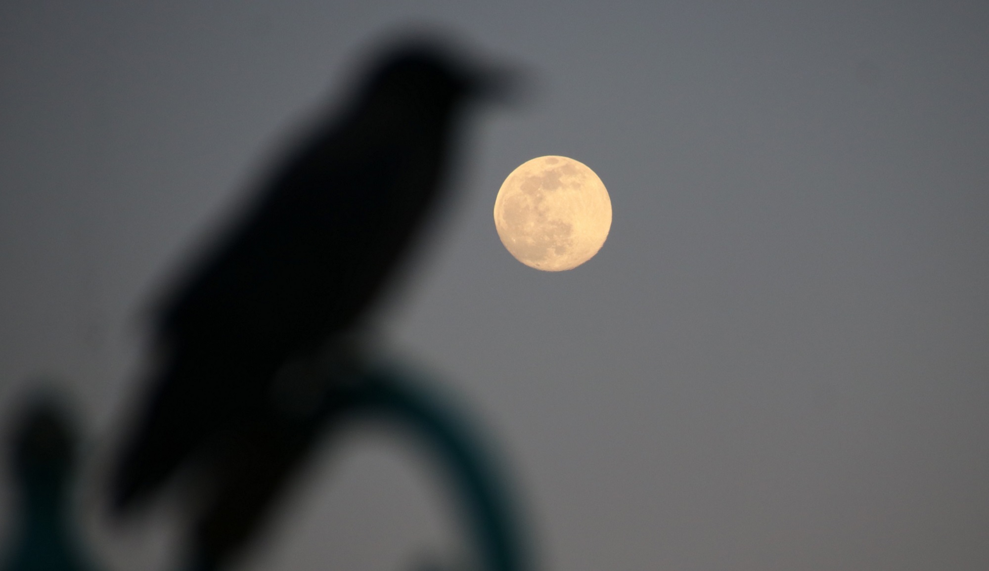 Silhouette of bird in front of full moon