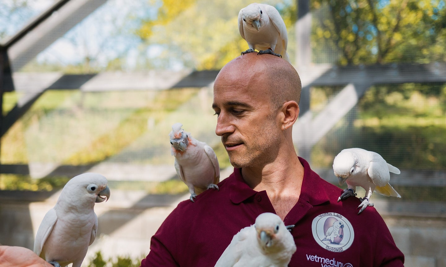 Bird intelligence researcher in maroon shirt with flock of captive Goffin's cockatoos on his arms and head
