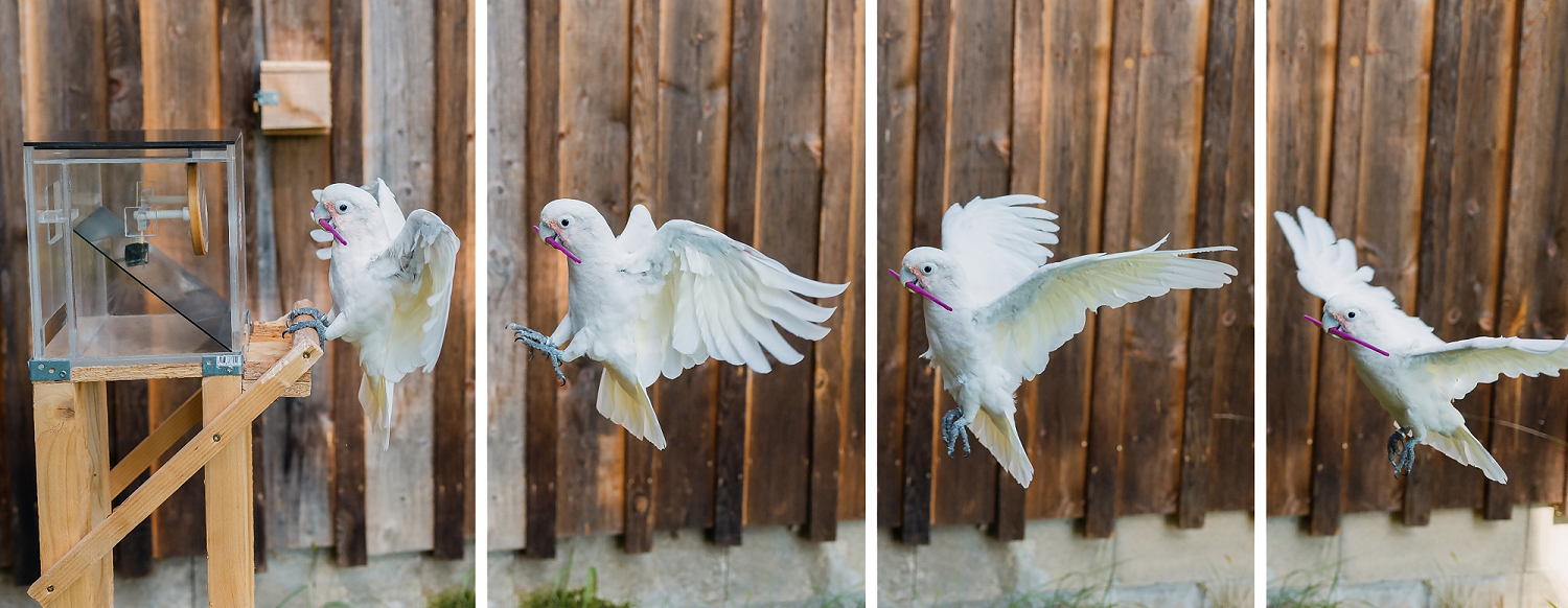 Goffin's cockatoo flying to a clear box indoors with a pink stick tool in its beak