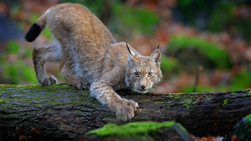The endangered Eurasian lynx might never recover fully in France