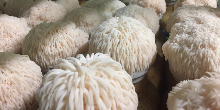 Lion’s mane mushroom shows promise in boosting brain cell growth