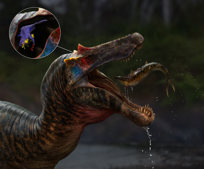 What was going on inside of this spinosaur’s brain?