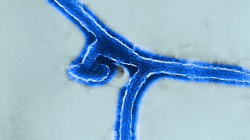 Rare, Ebola-related Marburg virus spreads in Equatorial Guinea