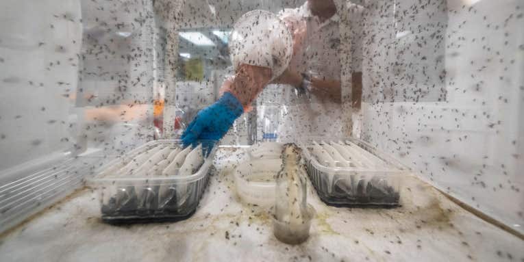 Singapore’s new plan to fight mosquito-borne diseases: bug-infecting bacteria