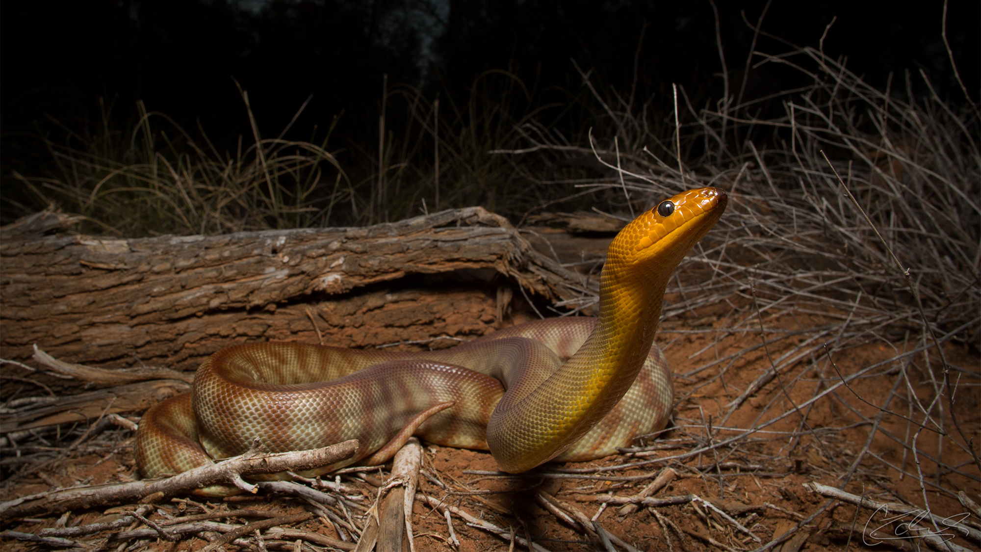 A woma pythron, a large, nocturnal species of snake on the ground by a piece of wood.