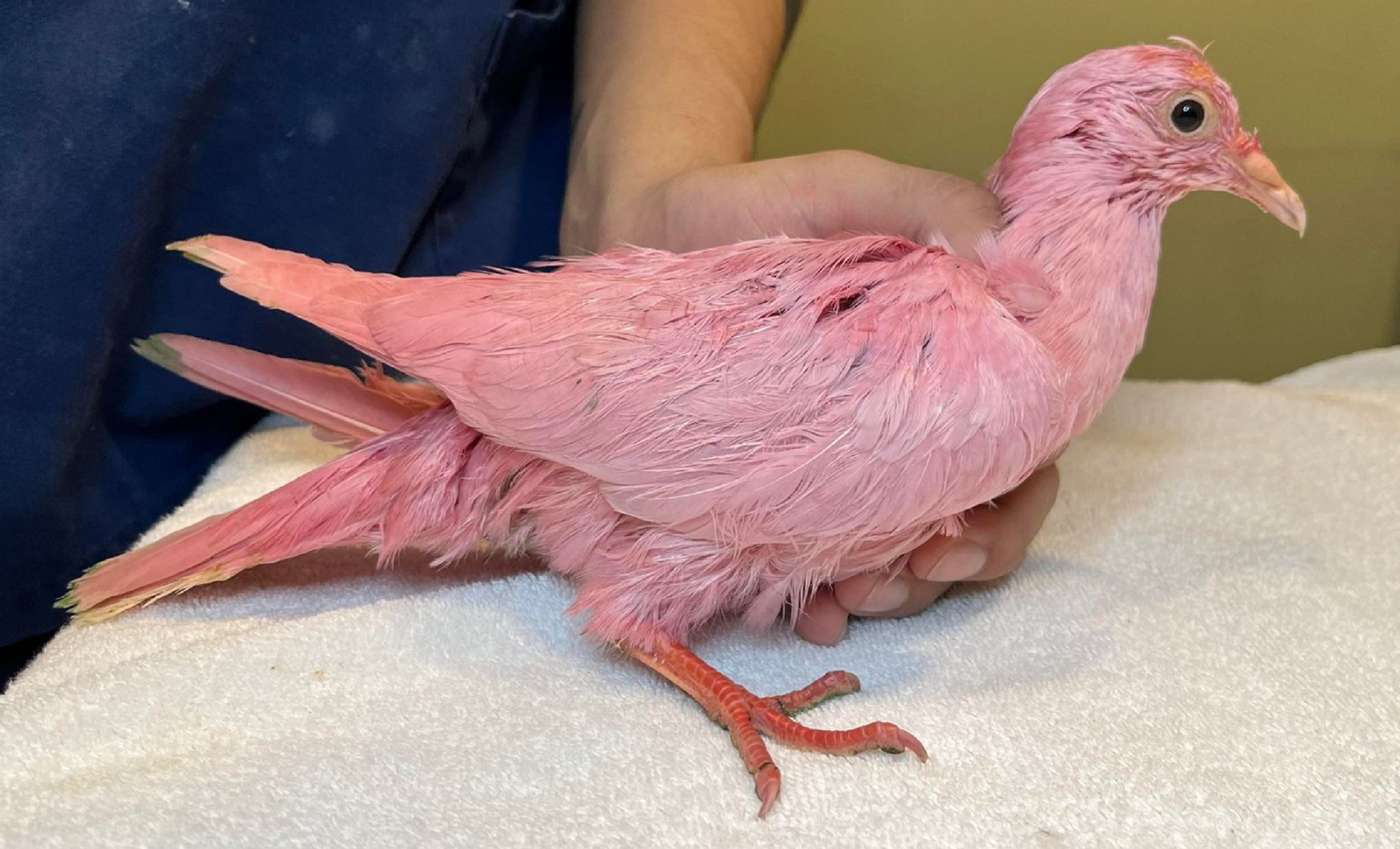 Pink pigeon in New York City wildlife rescue center that was dyed for gender reveal party