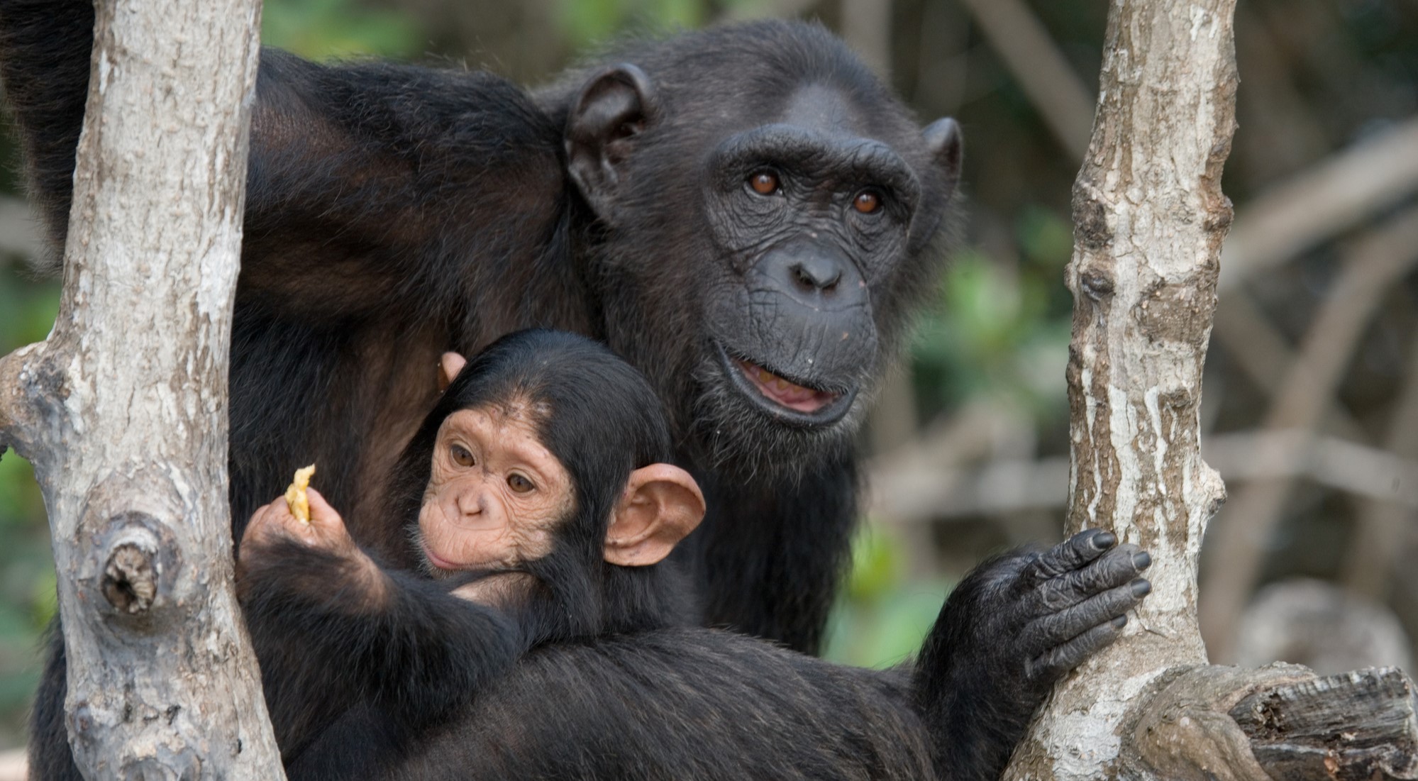 A mother chimpanzee with her offspring, which she may teach her style of handclasping.