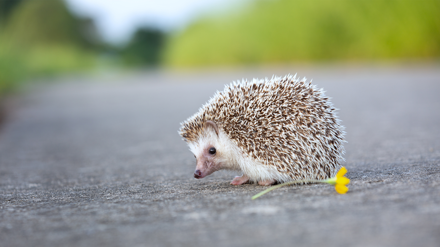 A European hedgehog on a road with a yellow flower.