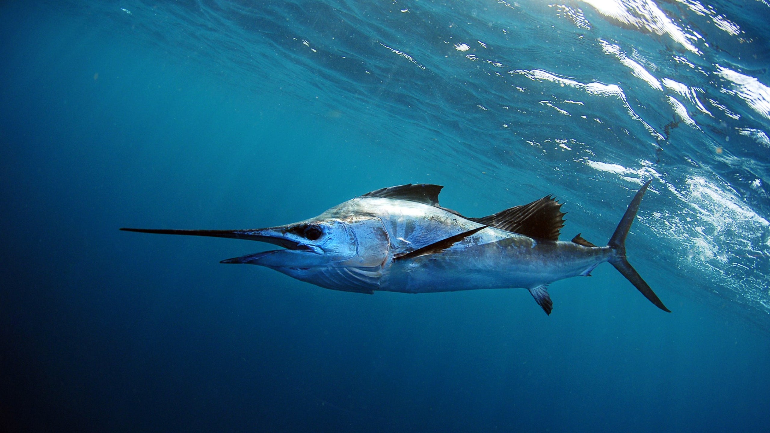 Científicos capturan imágenes raras de un pez vela cazando atún
