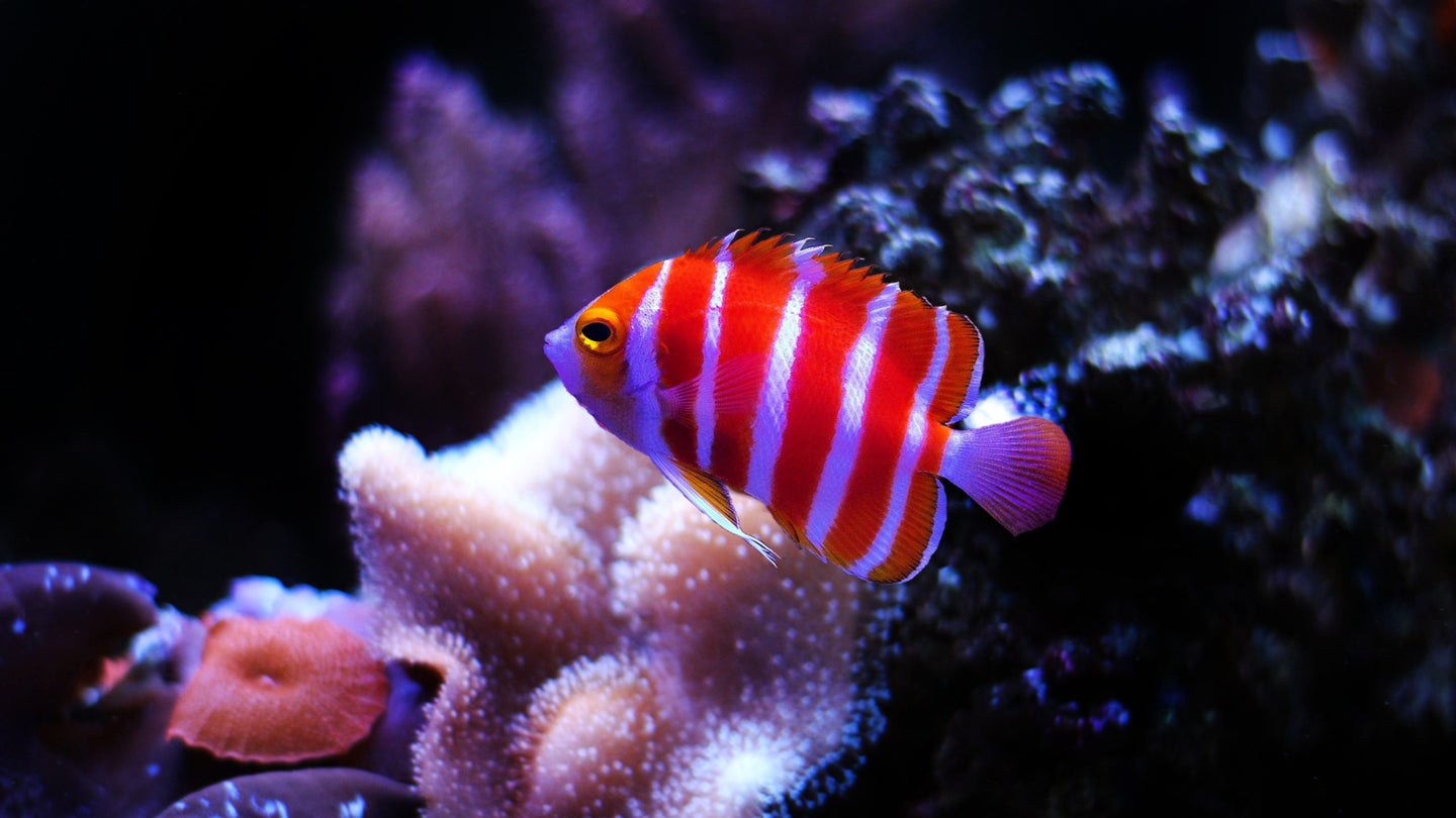 Peppermint angelfish, collected in the wild, are considered the holy grail of ornamental fish.