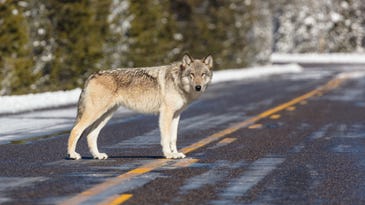 Human interactions can drastically change wolf pack dynamics