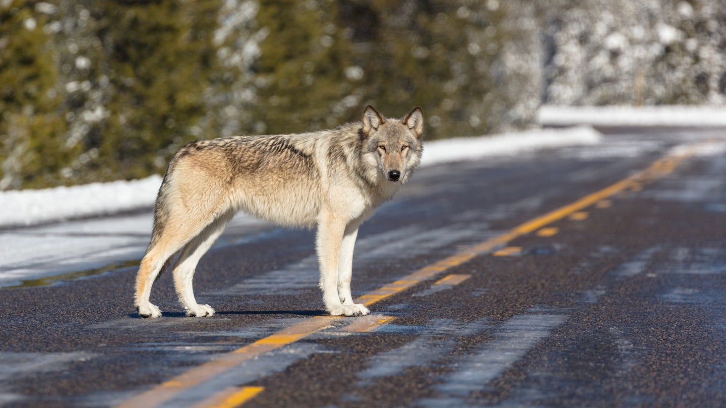 A wolf stands in the road at Yellowstone National Park. Data collected by researchers shows just over a third of the collared wolves living primarily in five protected national parks died of human-causes.