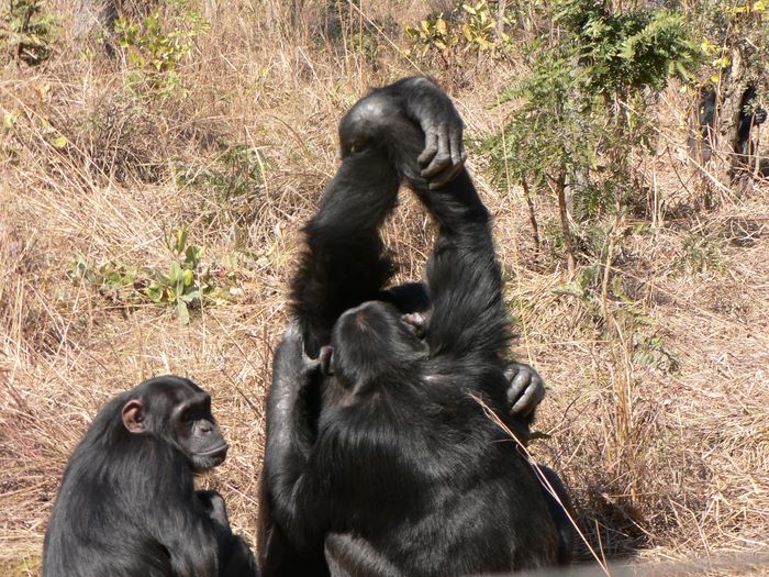 Two chimpanzees in Zambia grip each other's wrists in handclasp grooming.
