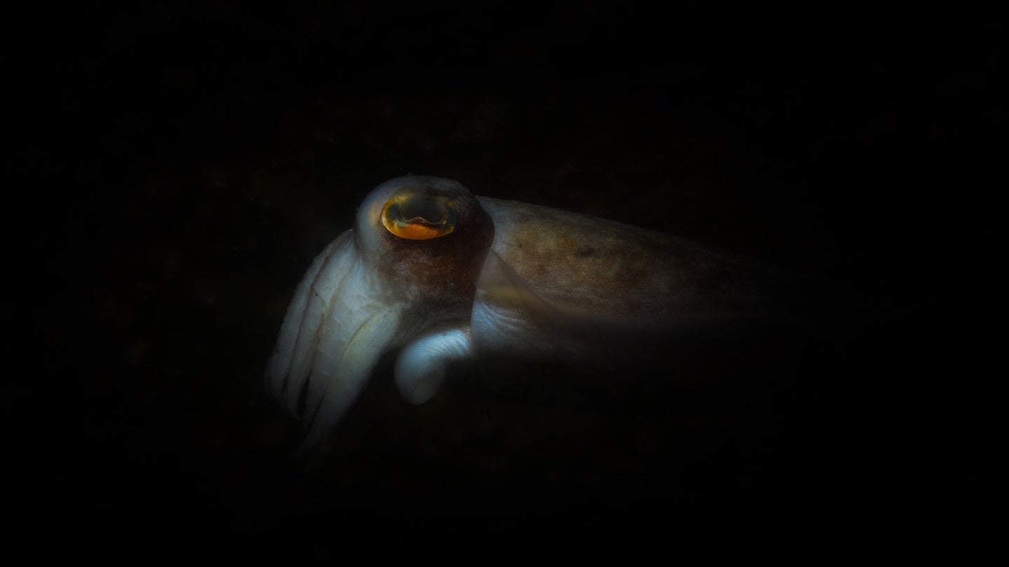 a cuttlefish in darkness