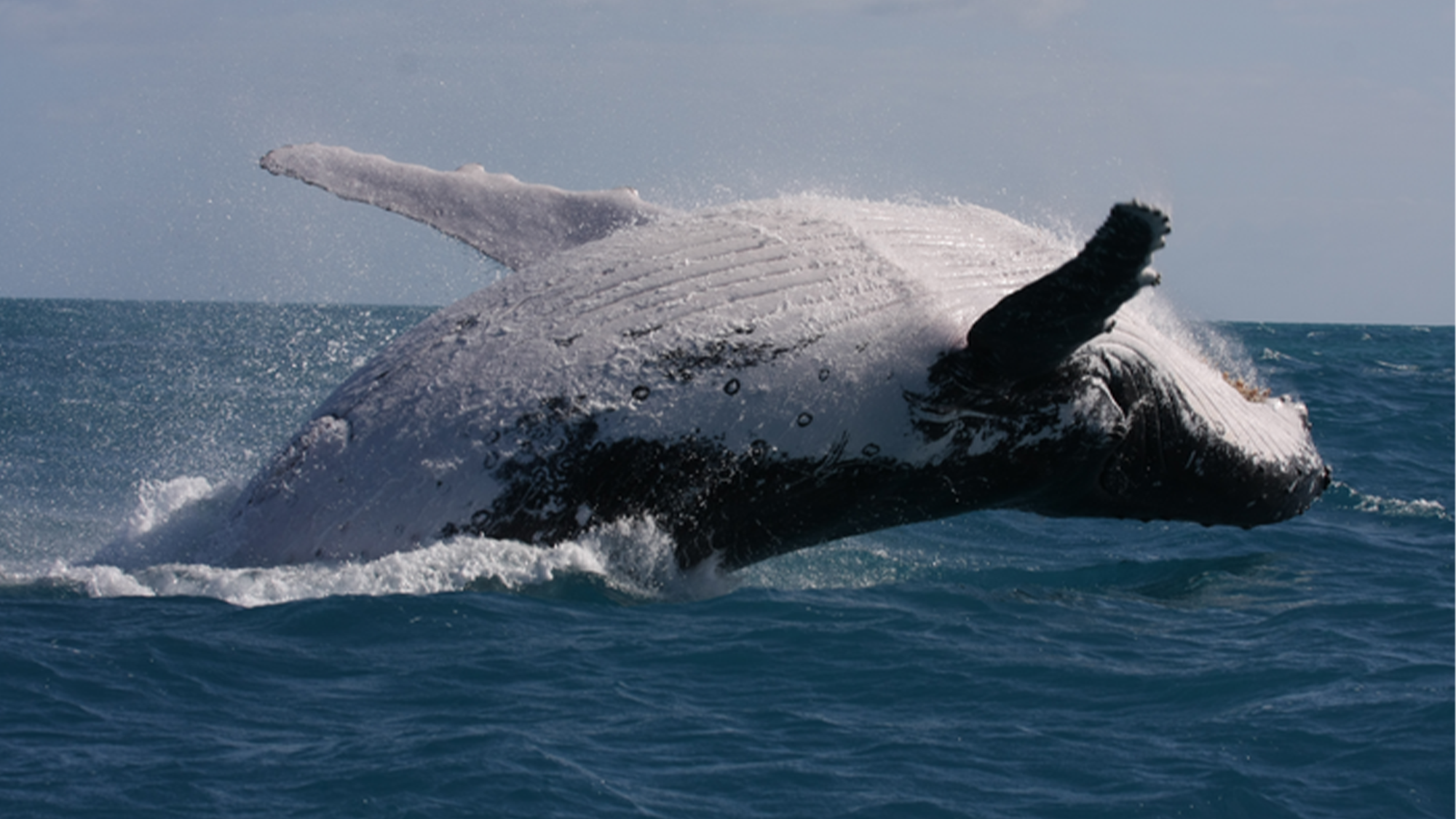 An adult humpback whale surfaces above the water in eastern Australia.