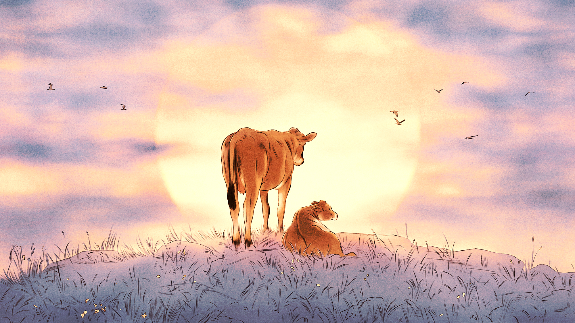 Two light brown cows standing on a grassy hill against a yellow sun and purple clouds. Illustration.