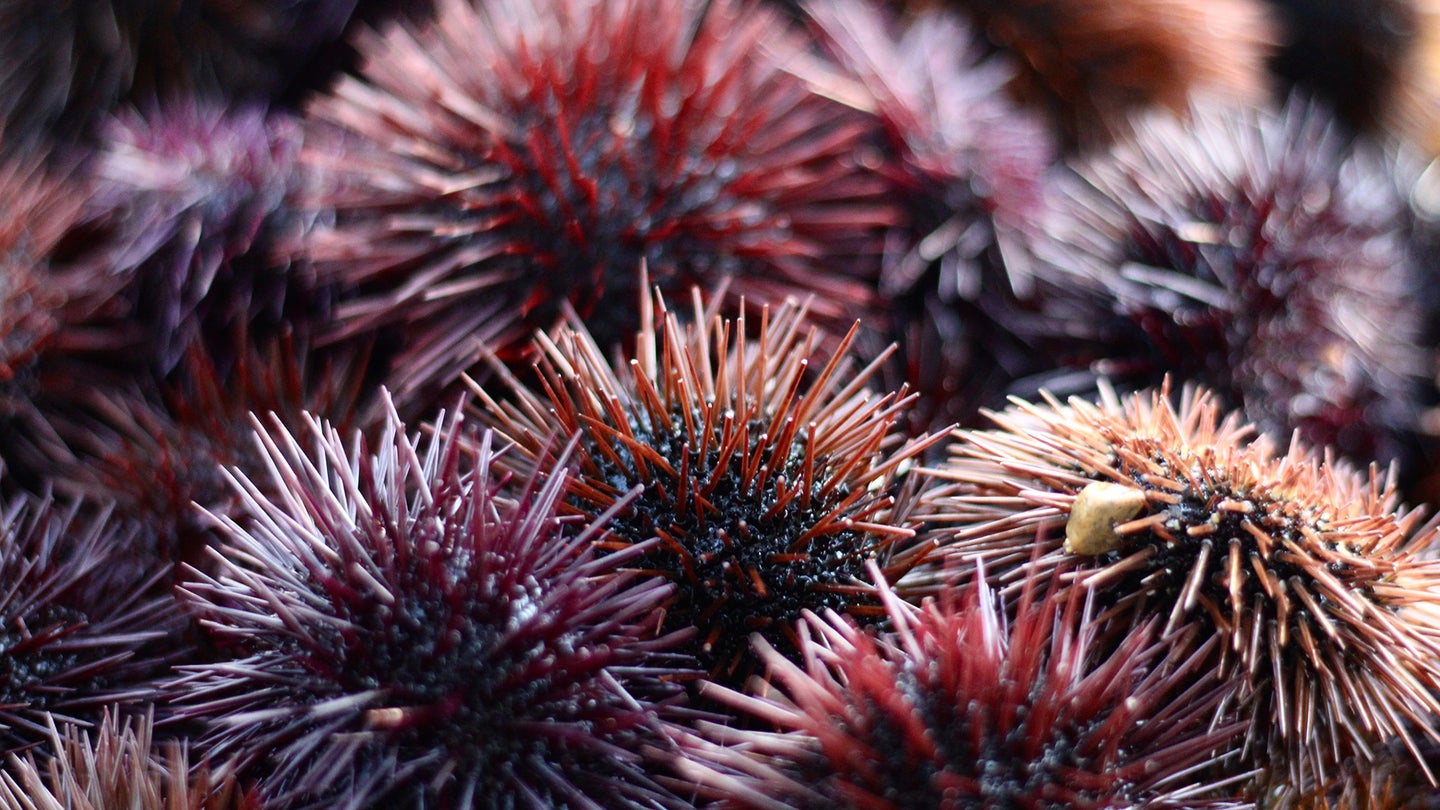 Purple sea urchins clumped together in an urchin barren.